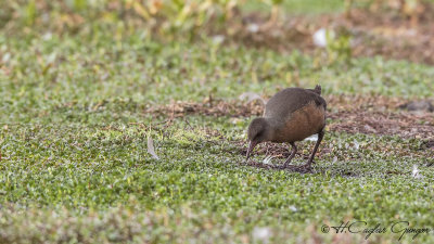 Rouget's Rail - Rougetius rougetii