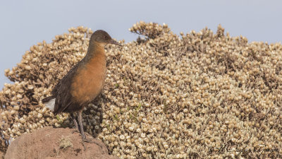 Rouget's Rail - Rougetius rougetii
