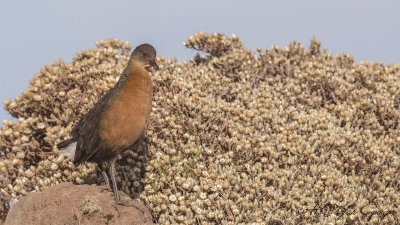 Rouget's Rail - Rougetius rougetii