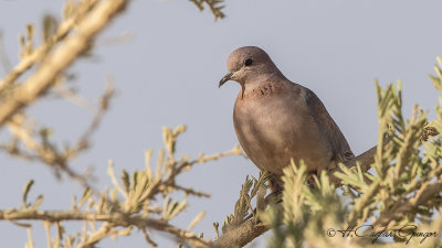 Laughing Dove - Spilopelia senegalensis - Küçük kumru