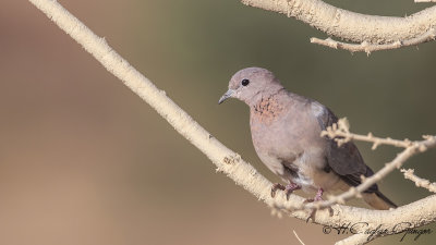Laughing Dove - Spilopelia senegalensis - Küçük kumru