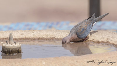 Laughing Dove - Spilopelia senegalensis - Küçük kumru