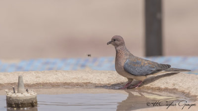 Laughing Dove - Spilopelia senegalensis - Küçük kumru