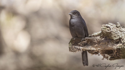 Northern Black Flycatcher - Melaenornis edolioides
