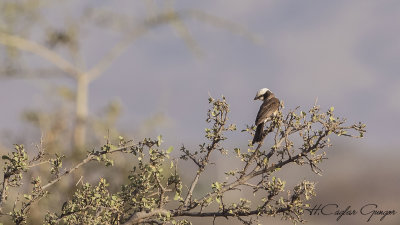 Northern White-crowned Shrike - Eurocephalus rueppelli