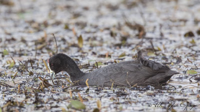 Red-knobbed Coot - Fulica cristata - Tepeli meke