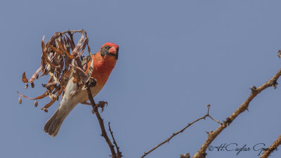 Red-headed weaver 02 copy.jpg