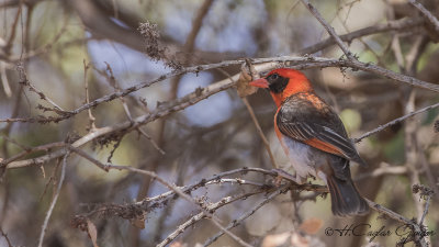 Red-headed Weaver - Anaplectes rubriceps