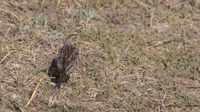 Red-throated Pipit - Anthus cervinus - Kızıl gerdanlı incirkuşu