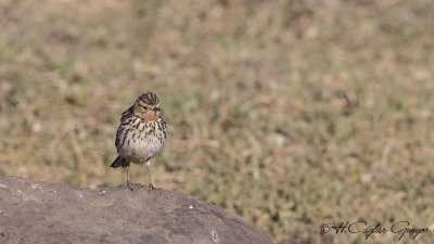 Red-throated Pipit - Anthus cervinus - Kızıl gerdanlı incirkuşu