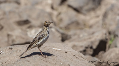 Red-throated Pipit - Anthus cervinus - Kızıl gerdanlı incirkuşu