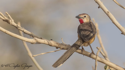 Rosy-patched Bushshrike - Telophorus cruentus