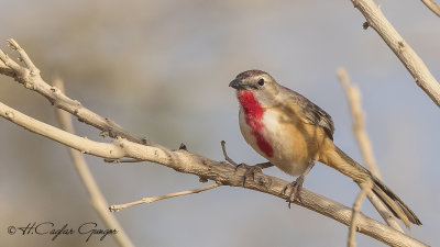 Rosy-patched Bushshrike - Telophorus cruentus