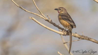Rosy-patched Bushshrike - Telophorus cruentus