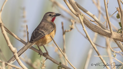 Rosy-patched Bushshrike - Telophorus cruentus