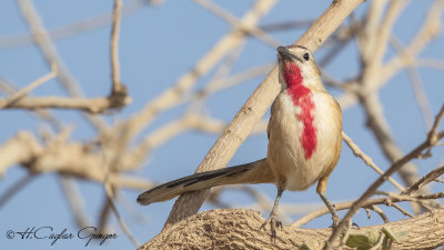 Rosy-patched Bushshrike - Telophorus cruentus