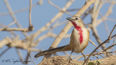 Rosy-patched Bushshrike - Telophorus cruentus