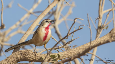 Rosy-patched Bushshrike - Telophorus cruentus