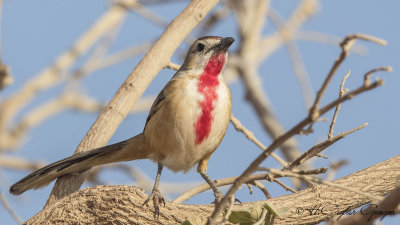Rosy-patched Bushshrike - Telophorus cruentus
