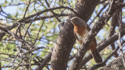 Red-throated Wryneck - Jynx ruficollis