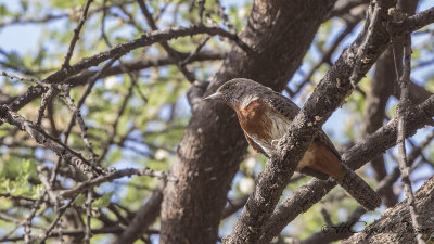 Red-throated Wryneck - Jynx ruficollis