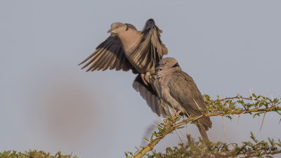 Red-eyed Dove - Streptopelia semitorquata - Kırmızı gözlü kumru