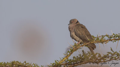 Red-eyed Dove - Streptopelia semitorquata - Kırmızı gözlü kumru