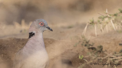 Red-eyed Dove - Streptopelia semitorquata - Kırmızı gözlü kumru