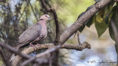 Red-eyed Dove - Streptopelia semitorquata - Kırmızı gözlü kumru