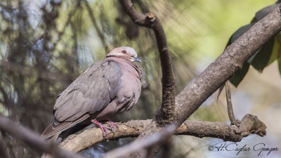 Red-eyed Dove - Streptopelia semitorquata - Kırmızı gözlü kumru