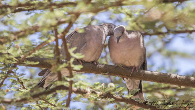 Red-eyed Dove - Streptopelia semitorquata - Kırmızı gözlü kumru