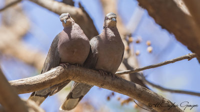 Red-eyed Dove - Streptopelia semitorquata - Kırmızı gözlü kumru
