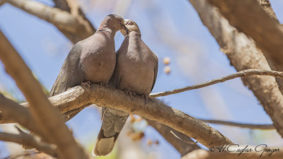 Red-eyed Dove - Streptopelia semitorquata - Kırmızı gözlü kumru