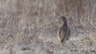 Crested Francolin - Dendroperdix sephaena - Tepeli turaç