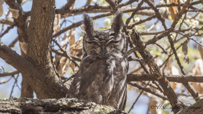 Greyish Eagle-Owl - Bubo cinerascens