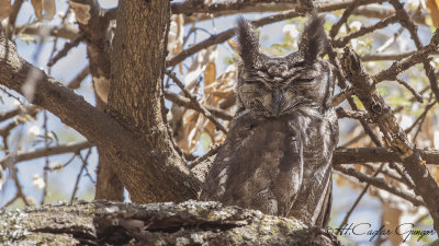 Greyish Eagle-Owl - Bubo cinerascens