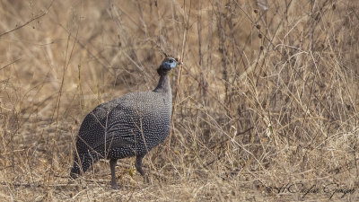 Helmeted Guineafowl - Numida meleagris - Beçtavuğu