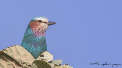 Lilac-breasted Roller - Coracias caudatus