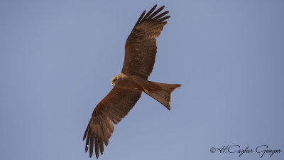 Yellow-billed Kite - Milvus aegyptius - Sarı gagalı çaylak