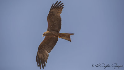 Yellow-billed Kite - Milvus aegyptius - Sarı gagalı çaylak