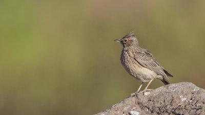 Thekla's Lark - Galerida theklae