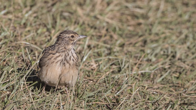 Thekla's Lark - Galerida theklae