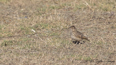 Thekla's Lark - Galerida theklae