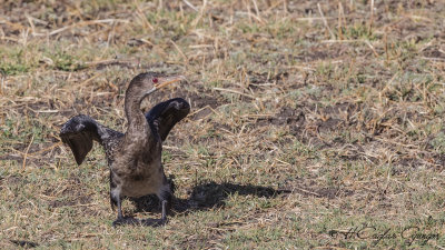 Reed Cormorant - Microcarbo africanus - Uzun kuyruklu karabatak