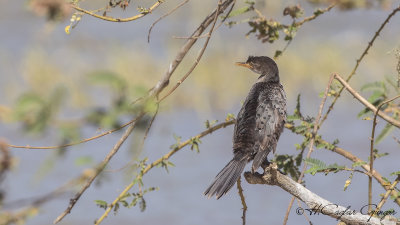 Reed Cormorant - Microcarbo africanus - Uzun kuyruklu karabatak