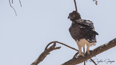 Martial Eagle - Polemaetus bellicosus