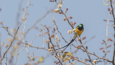 Nile Valley Sunbird - Hedydipna metallica - Nil Nektarkuşu