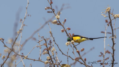 Nile Valley Sunbird - Hedydipna metallica - Nil Nektarkuşu