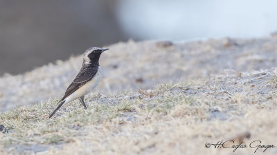 Pied Wheatear - Oenanthe pleschanka - Alaca kuyrukkakan