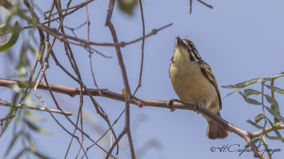 Red-fronted Tinkerbird - Pogoniulus pusillus